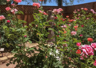 Photo of the BUU Rose Garden in Bloom May 2023